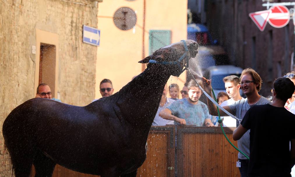 Il Palio di Siena: il cavallo della contrada dell&#39;Onda viene rinfrescato prima della seconda sessione di prove (Reuters)